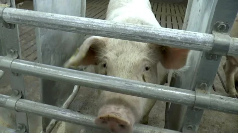 Farm for breeding pigs. Stock Footage 49457780