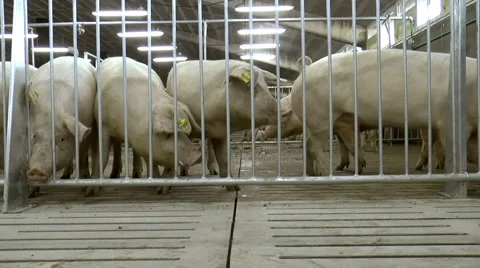 Farm for breeding pigs. Stock Footage 49457888
