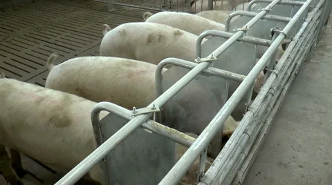 Farm for breeding pigs. Stock Footage 49457900