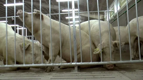 Farm for breeding pigs. Stock Footage 49460926