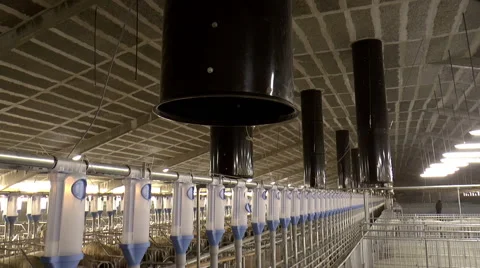 Farm for breeding pigs. Stock Footage 49461123