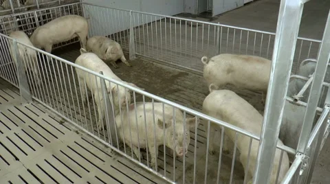 Farm for breeding pigs. Stock Footage 49461137
