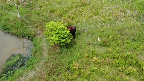 A farm buffalo is in a grassy area surrounded by Eastern Cattle birds or Bu.. Stock Footage 317524122
