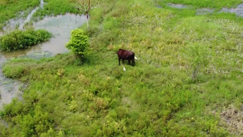 A farm buffalo is in a grassy area surrounded by Eastern Cattle birds or Bu.. Stock Footage 317524141