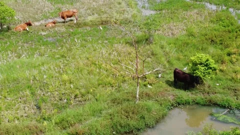A farm buffalo is in a grassy area surrounded by Eastern Cattle birds or Bu.. Stock Footage 317524266