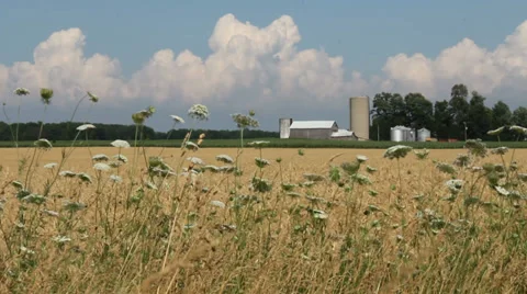 FARM BUILDING COMPILATION Stock Footage 36542316