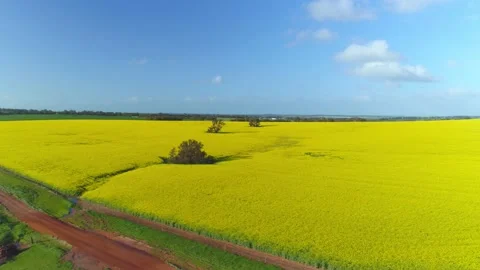 Farm Canola 07 Stock Footage 163418882