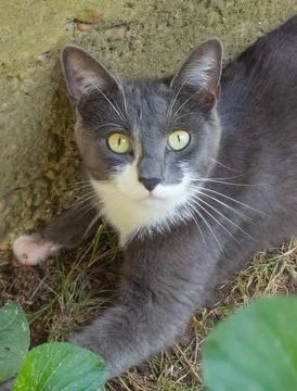 Farm-cat-07 Stock Photos