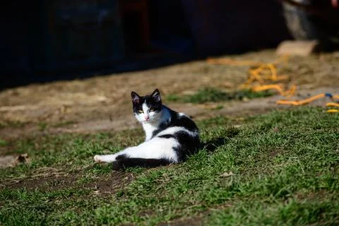 Farm Cat Stock Photos
