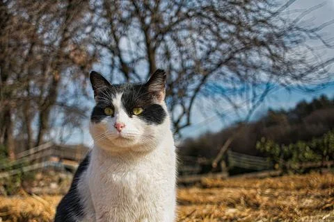 Farm cat Stock Photos
