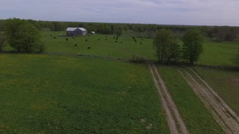 Farm & Cattle Aerial Stock Footage
