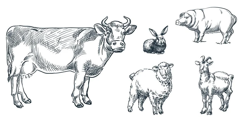 Farm cattle animals set, vector sketch illustration. Cow, sheep, pig, goat, r Stock Illustration