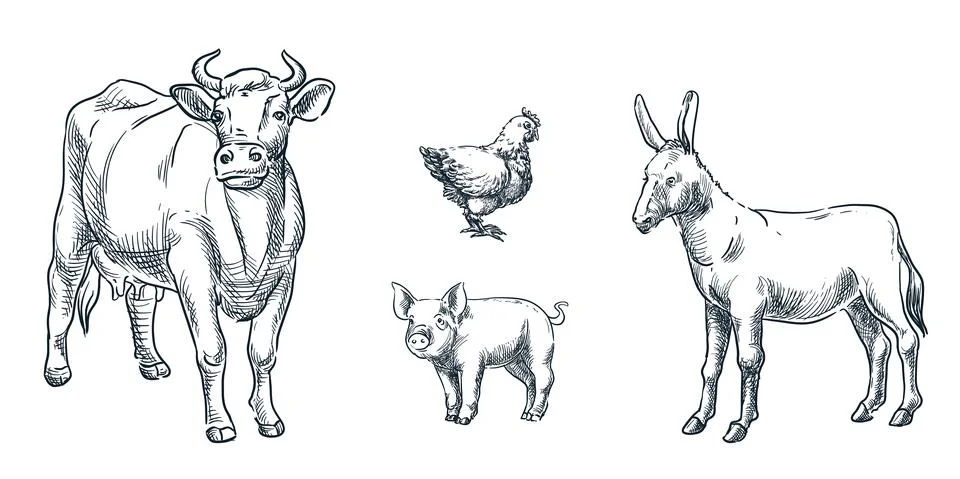 Farm cattle animals set, vector sketch illustration. Livestock hand drawn des Stock Illustration