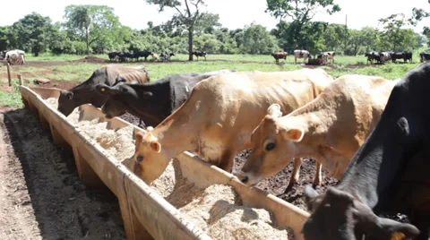 Farm Cattle 库存影片 35248935