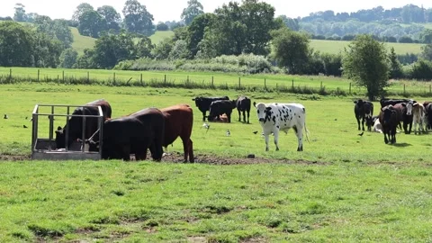 Farm cattle moving around Video stock 132569030