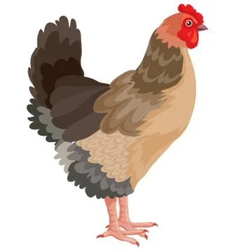 Farm chicken, logo, isolated object on white background, vector illustration, Illustrazione stock