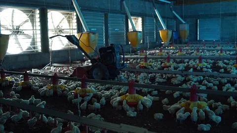 Farm chicken rearing Stockbeeldmateriaal 88363539