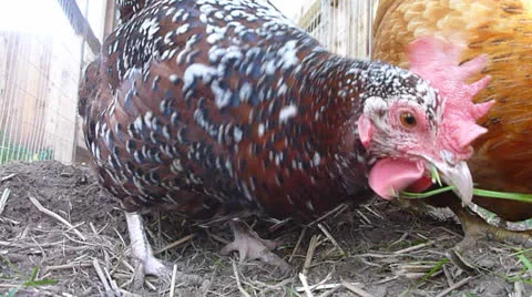 Farm Chickens 1 Stock Footage 22917093