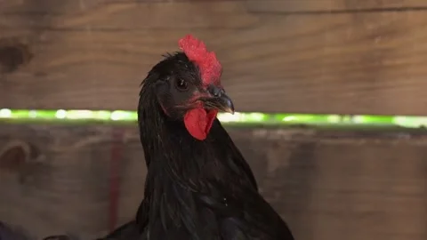 Farm chickens in a coop Stock Footage 311027381