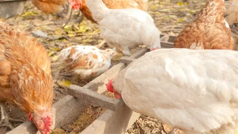 Farm for chickens in the open air Stock Footage 101053682