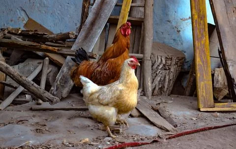 Farm chickens in rustic yard Foto stock