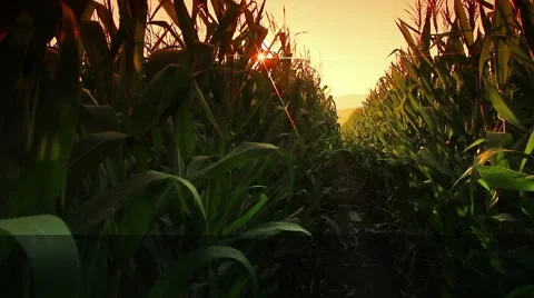 Farm Corn and light of the sun. Stock-Footage 47185886