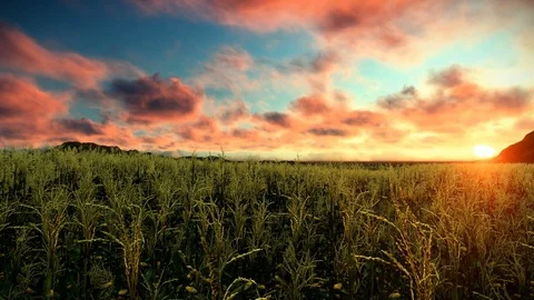 Farm of Corn field at sunset Stock Footage 88435001