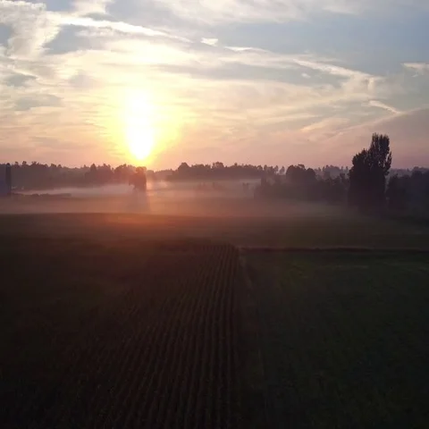 Farm Corn Fly Over During Sunrise Stock-Footage 69514023