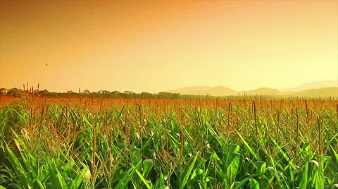 Farm corn grown in Thailand. Видео 46945190
