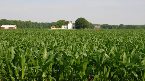 Farm corn tracking11 Stock Footage 91308890
