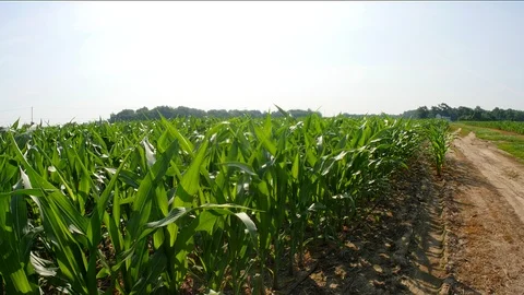 Farm corn tracking6 Video stock 91306383
