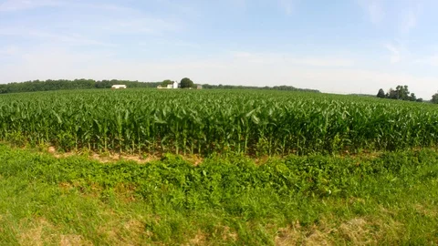 Farm corn tracking9 Vídeo Stock 91307540