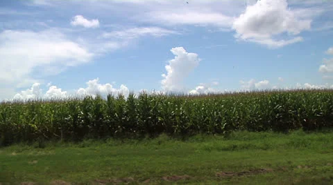 Farm, cornfield under blue sky, drive by farmland Stock Footage 25845965
