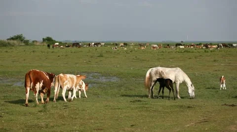 Farm in the countryside Stock Footage 24653120