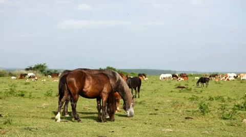 Farm in the countryside 库存影片 24653131