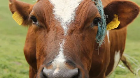 Farm Cow Close UP Stock Footage