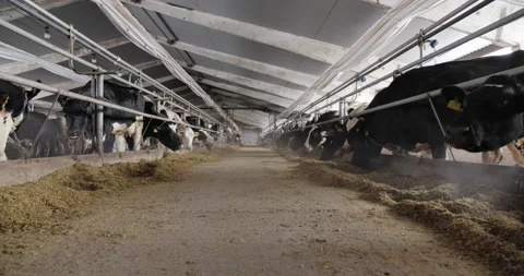 On a farm, a cow eats grass. Breeding cows Stock Footage 172343848