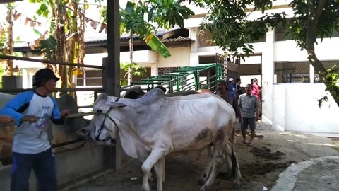 In farm cow Video stock 169941687