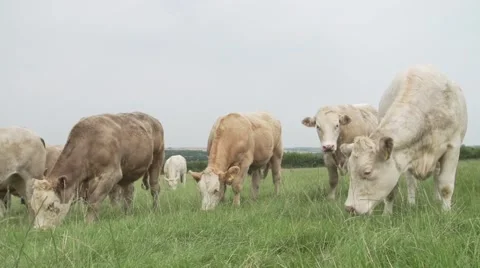 Farm cows eating grass mid shot 50fps Stock Footage 68708975