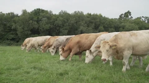 Farm cows eating grass side shot 50fps Stock Footage 68709016