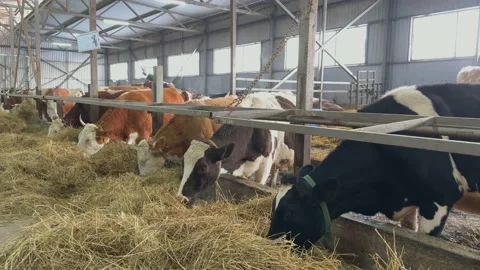 Farm cows eating hay in the stable at cowshed Stock Footage 223742637