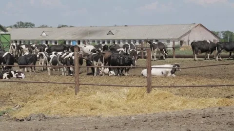 Farm cows Stock Footage 45928120
