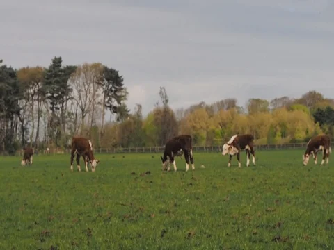 Farm cows Stock Footage 74748455