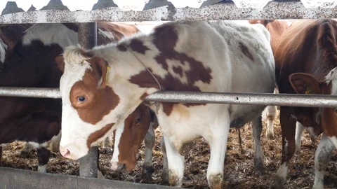 Farm cows Stock Footage 125569383