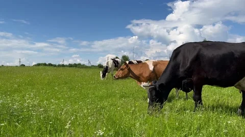 Farm cows graze on a green field and eat grass. Agriculture industry Stock Footage 201614730