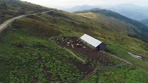 Farm of cows in the mountains Stock Footage 97933238