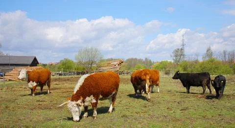 Farm cows Stock Photos