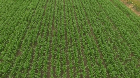 Farm Crop Field Rows &amp; Barn under Fog - Aerial Drone Stock Footage 71189248