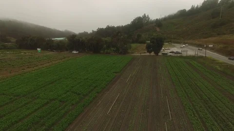 Farm Crop Field Rows &amp; Road under Fog - Aerial Drone Stock Footage 71166641