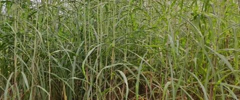 Farm crop Stock Footage 139916585